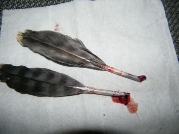 santé-plumes-sang-cassées-pliées-identifier-reconnaître-comment-perroquets-psittacidés-oiseaux-animal-animaux-compagnie-animogen-0